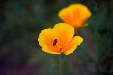 A bee gathering nectar from a Californian poppy flower during springtime, showcasing the harmony of nature.