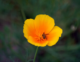 Fototapeta premium A honeybee resting on a vibrant yellow Californian poppy flower, showcasing the beauty of nature and pollination.