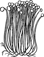 Bean sprouts. Vegetables. Hand drawn vector isolated sketch.