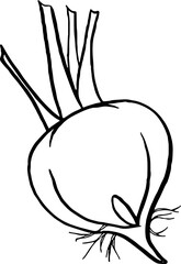 Beetroot. Vegetables. Hand drawn vector isolated sketch.