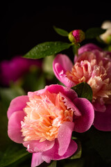 Pink peonies with water drops in rays of light on a black background