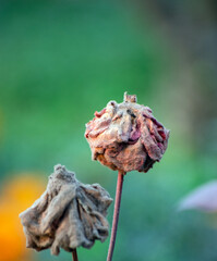 A dead rose, showcasing the beauty in natural decay and the cycle of life.