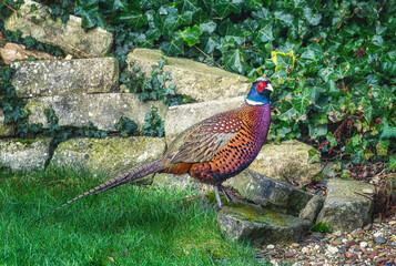 Fasan am Steinbeet