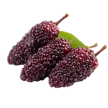 Fresh Ripe Mulberries Juicy, Sweet, Dark, Aggregate Fruits