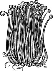 Bean sprouts. Vegetables. Hand drawn vector isolated sketch.