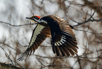 Pileated Woodpecker in flight in Winter
