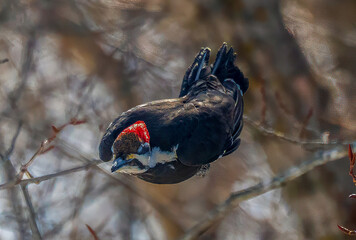 Pileated Woodpecker in flight