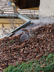 cat in the foliage in Szentendre