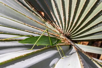 Katydid or green bush cricket, similar to leaves,exhibits mimicry, found in South America (Rio de...