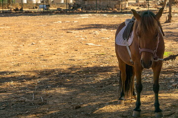 horse in the field