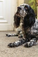 american cocker spaniel