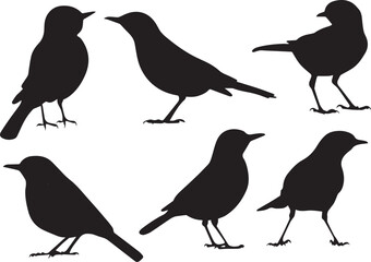 Bird vector, bird, animal, sparrow, feather, flying, animals, wildlife, wild, wing, duck vector set