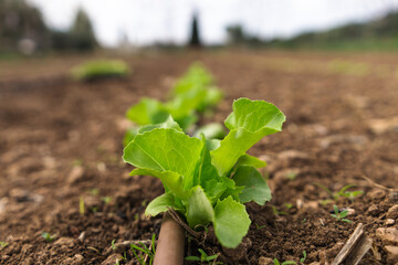 romaine lettuce planted in a row with drip system