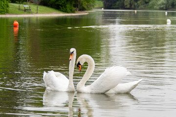 Couple de cygnes sur un lac (Cygnus olor) © Colombe Delons