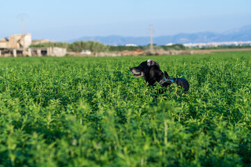black dog running in field