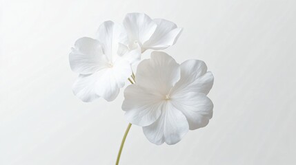 Obraz premium Delicate white flower with soft petals and a subtle golden center, symbolizing purity and elegance, perfect for serene themes.