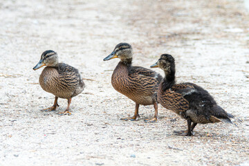 Groupe de canards colverts juvéniles (Anas platyrhynchos)