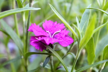 purple flower on green grass