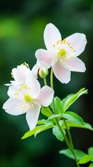 Obraz premium Delicate White Flowers with Yellow Stamen Against Green Background