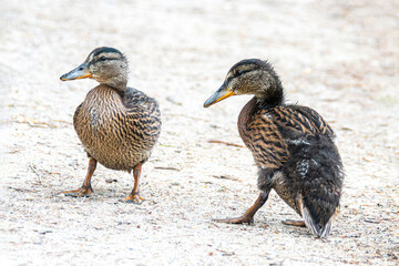 Groupe de canards colverts juvéniles (Anas platyrhynchos)