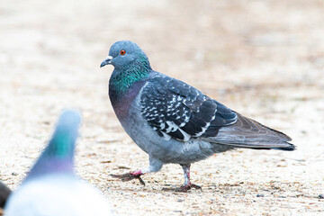 Obraz premium Pigeon biset en train de marcher (Columba livia)