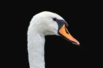Portrait de cygne tuberculé sur fond noir (Cygnus olor)