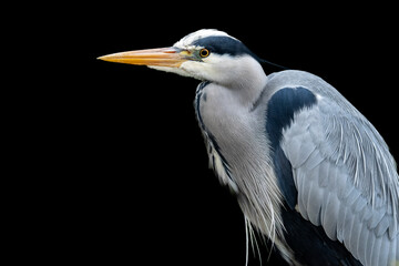 Portrait serré et de profil d'un héron cendré sur fond noir (Ardea cinerea)