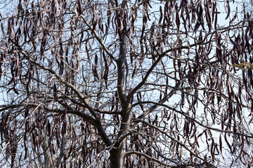 View from below on Gleditsia triacanthos f. inermis (honey locust without thorns) tree in early spring thickly hung with fruits in early spring. The fruits in the form of long pods hang beautifully.