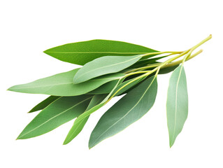 Isolated Eucalyptus Branch with Green Leaves
