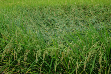 Rice plant collapsed in strong wind.Agriculture industry concept.For graphic design,3D rendering or banner background