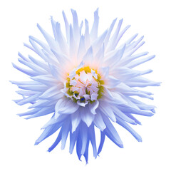 Blue dahlia flower head isolated on white background. Spring time, garden. Flat lay, top view