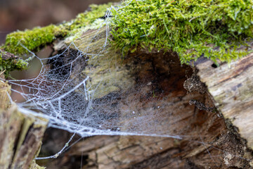 Filigrane Natur – Spinnennetz und Tau im Moos