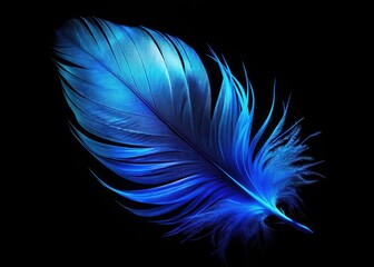 Obraz premium Neon Blue Feather Closeup, Isolated Black Background, Macro Photography, Bird Feather Detail, Blue Plumage, Abstract Feather Art