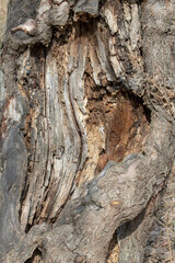 detailed view of a tree’s internal structure with visible growth rings and a smooth surface