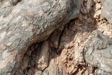 cross-section of a tree trunk showing concentric growth rings, highlighting the age and texture of the wood