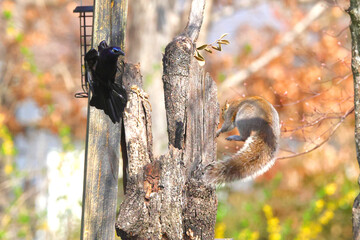 Jumping squirrel startles blackbird to retreat. 