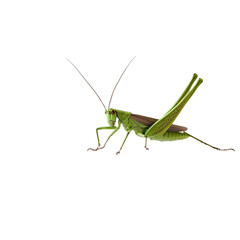 Grasshopper in vibrant abstract lines bold colors nature art