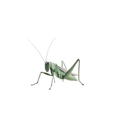 Green Grasshopper in Abstract Glitch Art Striking Pose Nature Insect