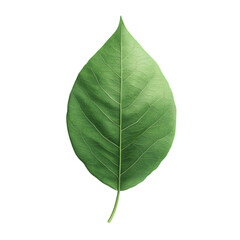 Obraz premium A Single Green Leaf Nature's Serenity Detailed Veins Tranquil Scene