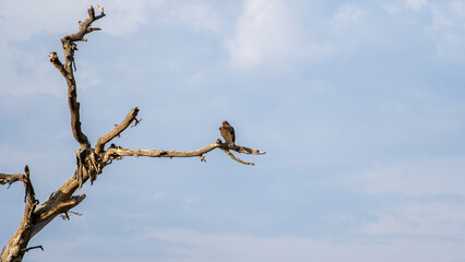 An eagle is elegantly perched upon a dry tree branch, soaring against a cloudy sky above Serengeti Tanzania Africa