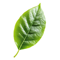 Obraz premium Vibrant green leaf nature freshness life growth serenity