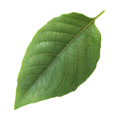 Obraz premium Vibrant Green Leaf Detailed Texture Nature Beauty