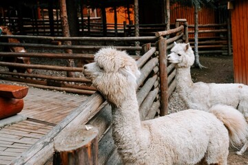 Alpacas resting at a rustic farm environment surrounded by wooden fences and trees during a tranquil afternoon