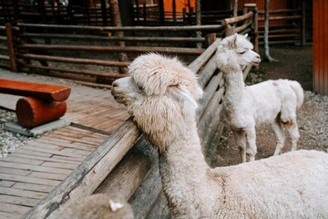 Two alpacas resting by a wooden fence in a rustic animal farm during the afternoon