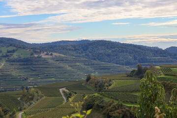 Obraz premium Weinberg Aussicht 