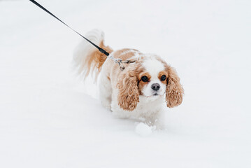 cute purebred Cavalier King Charles spaniel walking through winter snow on leash, hunting dog...