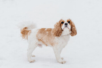 cute purebred Cavalier King Charles spaniel walks in winter snow, hunting dog breed, red and white...