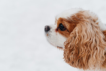 cute purebred Cavalier King Charles spaniel walks in winter snow, closeup view of muzzle, hunting...