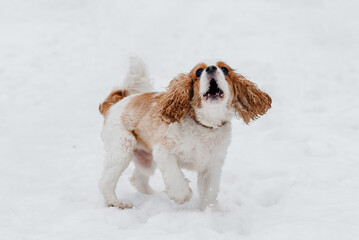 cute purebred Cavalier King Charles spaniel walks in winter snow, barking loudly and furiously, dog...
