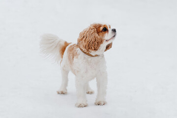 cute purebred Cavalier King Charles spaniel walks in winter snow, hunting dog breed, red and white...